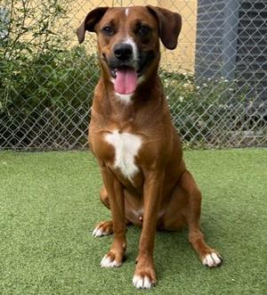 Rusty (61137261), Labrador Retriever and German Shepherd Dog, young, available for adoption