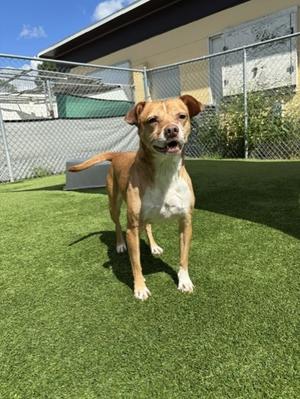 Lacey (Cocoa) (61678006), Carolina Dog Mix, adult, available for adoption
