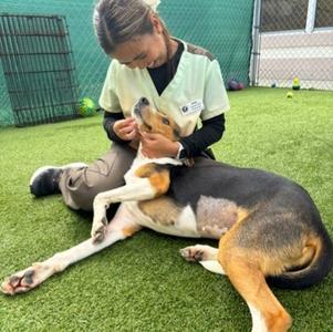 Betsy (61787283), American Foxhound Mix, young, available for adoption