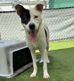Sissy (61787406), Terrier Mix, young, available for adoption