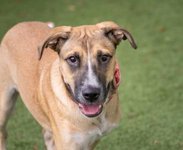 A brown and white dog with floppy ears and a happy expression, standing on a grassy field.