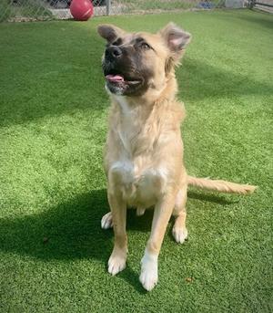 A tan dog with its tongue out sits on a patch of artificial turf.
