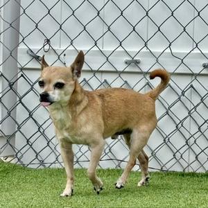 Nathaniel (Cocoa) (61294839), Chihuahua - Smooth Coated Mix, senior, available for adoption