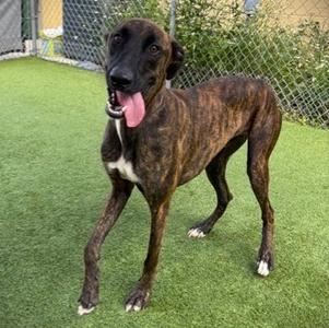A brindle dog with a white chest and paws standing on green artificial grass, with its tongue out and a chain-link fence in the background.