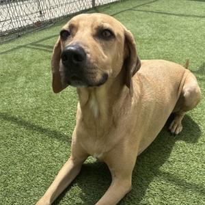 A light brown dog lying on artificial grass, looking up with a calm expression.