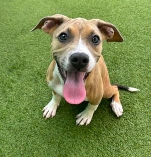 A happy brown and white dog sitting on green grass with its tongue out.