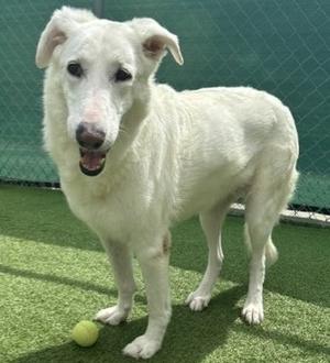 A white dog standing on a green artificial turf with a tennis ball near its front paw.