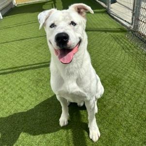 Cody (61299081), German Shepherd Dog Mix, adult, available for adoption