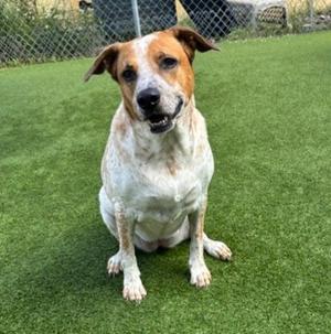 A brown and white dog sitting on green artificial grass.