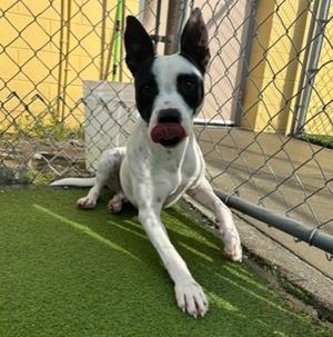 Axel (61787405), Terrier Mix, young, available for adoption