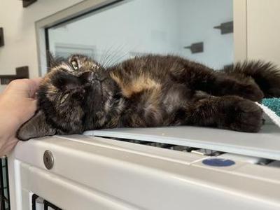 Froot Loop, adult, available for adoption