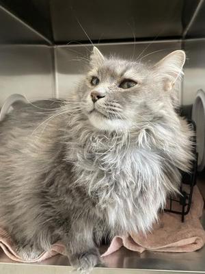 Fatima, senior, available for adoption