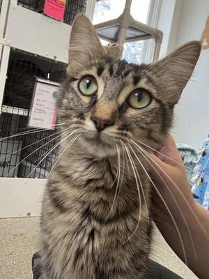 Serena, adult, available for adoption
