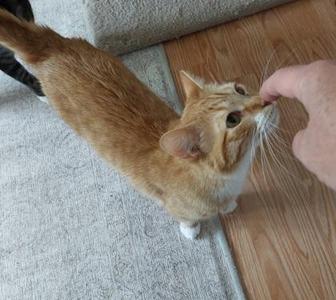 Wheatley, adult, available for adoption