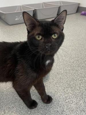 Apple Jack, adult, available for adoption
