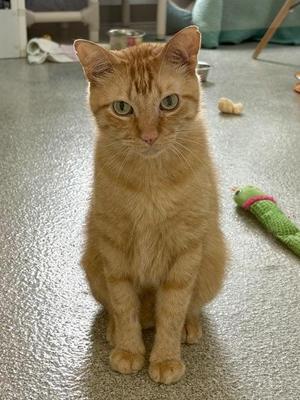 Morris, senior, available for adoption