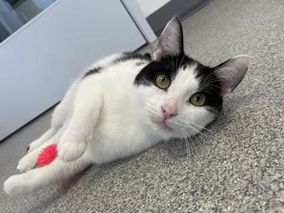 Chad, adult, available for adoption