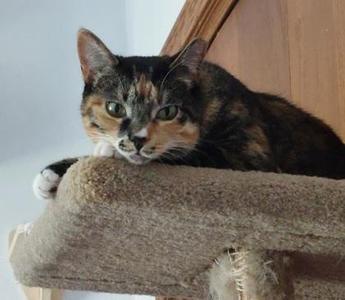 Atlas, adult, available for adoption