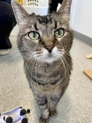Madison, senior, available for adoption