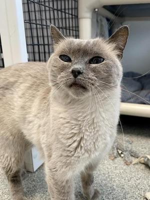 China, adult, available for adoption