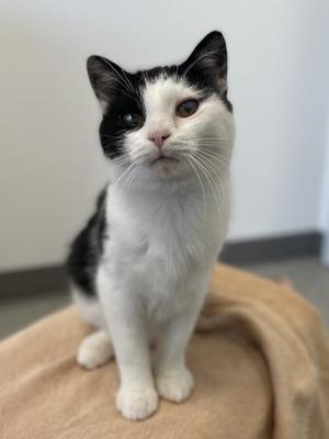Motormouth, young, available for adoption