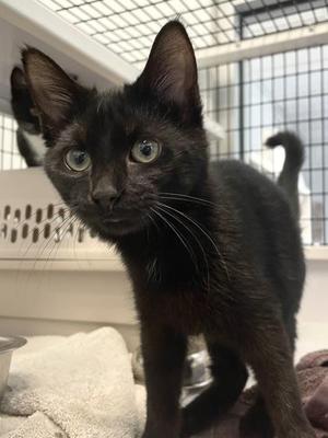 Ebony, kitten, available for adoption