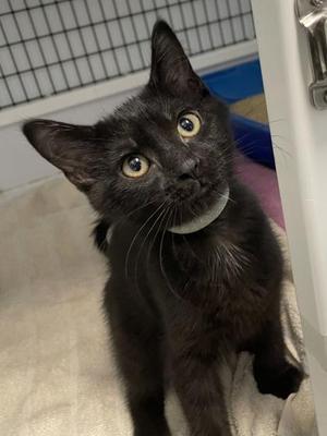 Peter, kitten, available for adoption