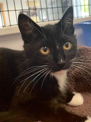 Meowzda, kitten, available for adoption