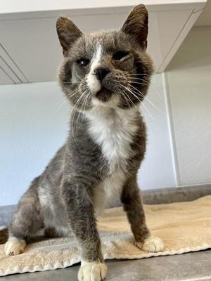 Pluto, adult, available for adoption