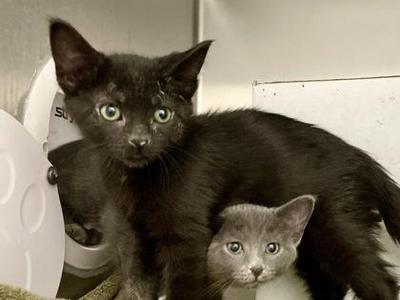 Robin, kitten, available for adoption