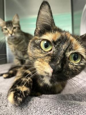 Venus, adult, available for adoption