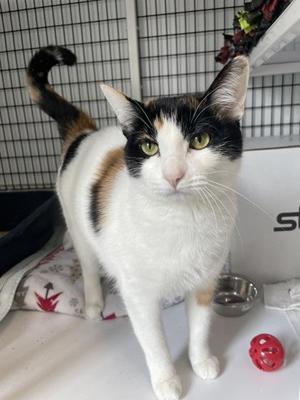 Circus, adult, available for adoption