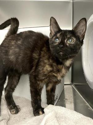 Fruity Pebble, adult, available for adoption