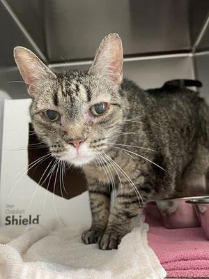 Hallie, senior, available for adoption