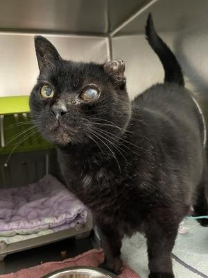 Pluto Retrograde, senior, available for adoption
