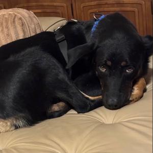 Aureana, Pinscher, Doberman, adult, available for adoption