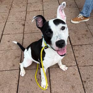 A black and white dog with a yellow leash sitting on a brick pavement.