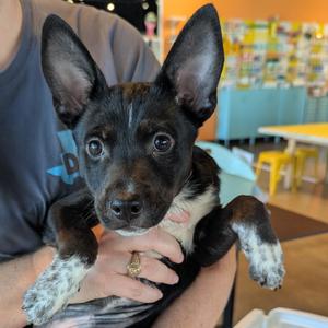 Axl Rose, Mixed Breed (Small), young, available for adoption