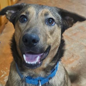 Buster, Shepherd, German, adult, available for adoption