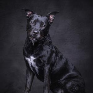 A black dog with a white patch on its chest, sitting and looking directly at the camera against a dark background.