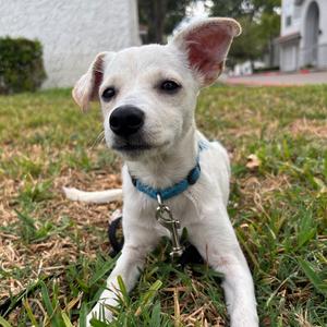 Dobby, Retriever, Labrador, young, available for adoption