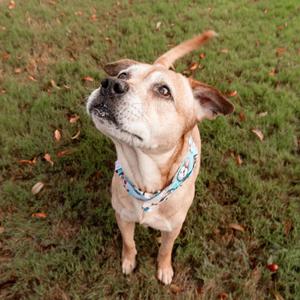 Cotton, Terrier, Pit Bull, senior, available for adoption