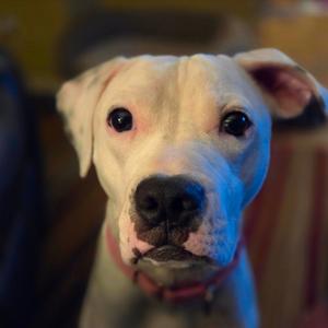 Bambi, Mixed Breed (Medium), adult, available for adoption