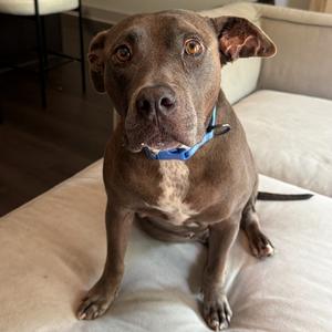 Ashley Flowers, Mixed Breed (Medium), senior, available for adoption