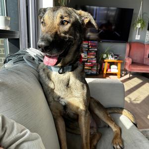 Artie, Shepherd, adult, available for adoption