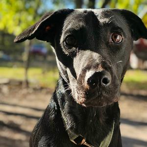 Dolly, Cattle Dog, Australian (Blue Heeler), adult, available for adoption