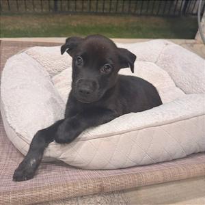 Aubrey, Mixed Breed (Small), young, available for adoption