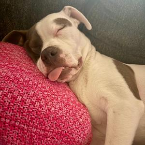 Dash, Mixed Breed (Large), adult, available for adoption