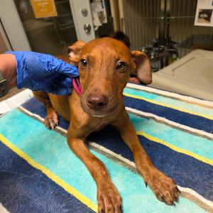 Acorn, Mixed Breed (Medium), young, available for adoption