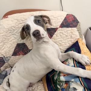 Derby, Mixed Breed, puppy, available for adoption